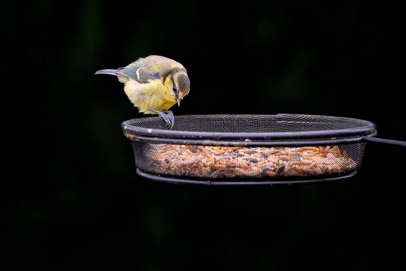 Plastic Bottle Bird Feeders