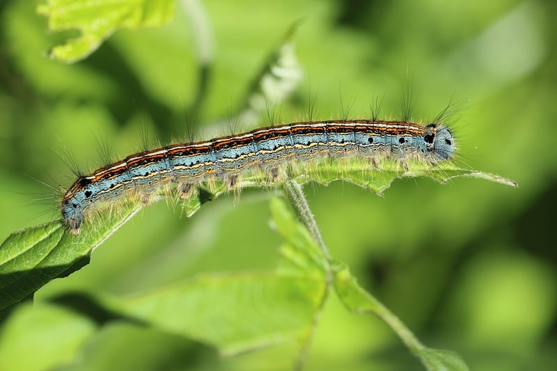 Egg Carton Caterpillar